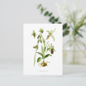 Ophrys araneifera postkarte (Stehend Vorderseite)