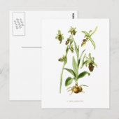Ophrys araneifera postkarte (Vorne/Hinten)