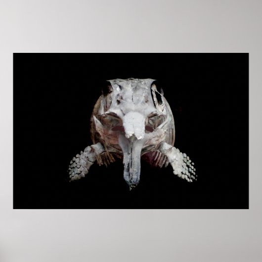 Ophthalmosaurus Poster (Vorne)