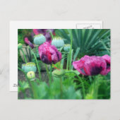 Opium Poppies Postkarte (Vorne/Hinten)