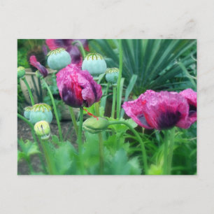 Opium Poppies Postkarte