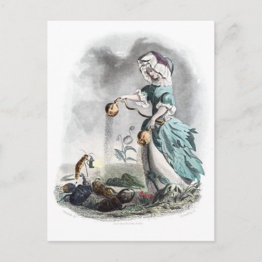 Opium Poppy Postkarte (Vorderseite)