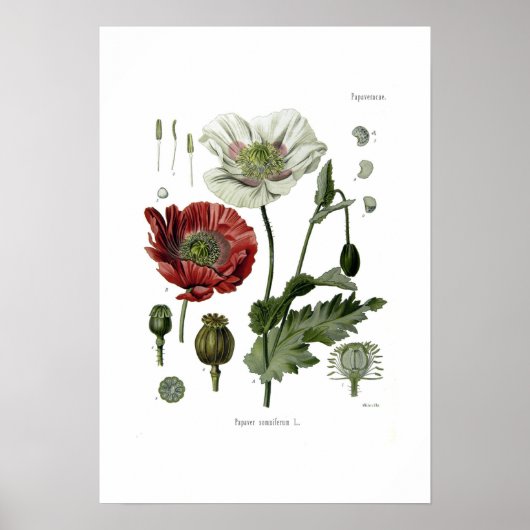 Opiummohn Poster (Vorne)