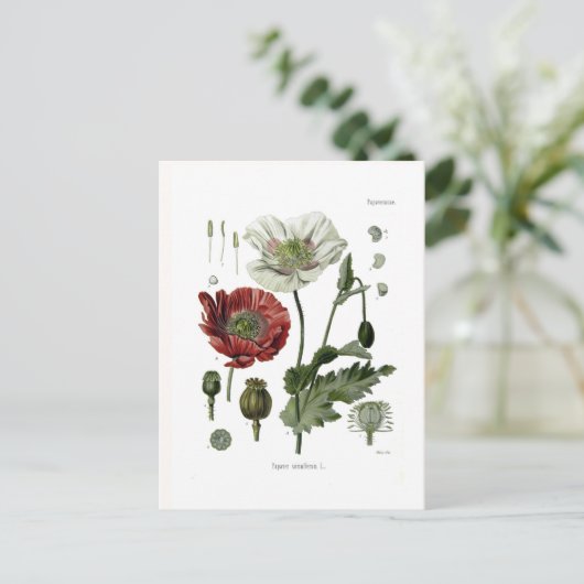 Opiummohn Postkarte (Stehend Vorderseite)