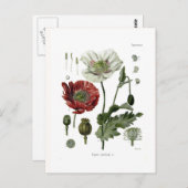 Opiummohn Postkarte (Vorne/Hinten)
