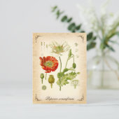 Opiummohn - Vintage Abbildung Postkarte (Stehend Vorderseite)