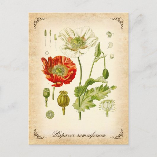 Opiummohn - Vintage Abbildung Postkarte (Vorderseite)