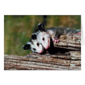 Opossum (Vorderseite (Horizontal))