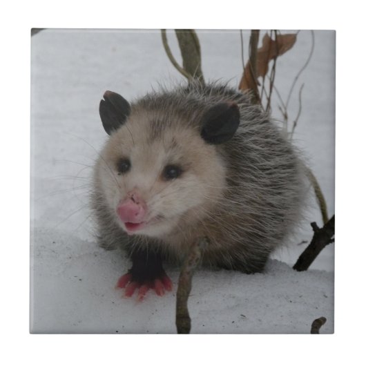 Opossum Fliese (Vorderseite)