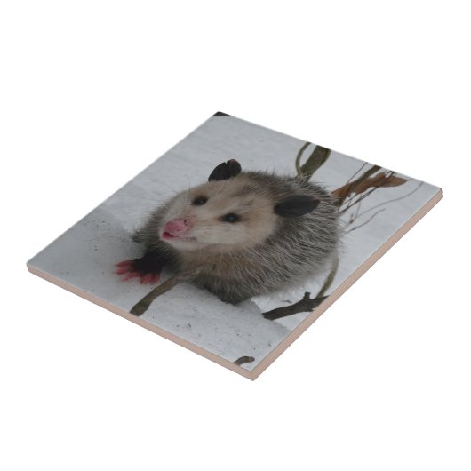 Opossum Fliese (Seite)