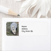 Opossum-Foto (Insitu)