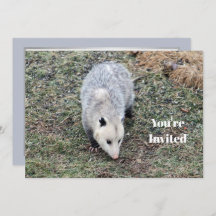 Opossum Foto Geburtstag