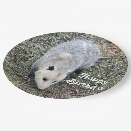 Opossum Foto Geburtstag Pappteller (Schrägansicht)