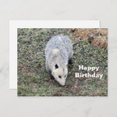 Opossum Foto Geburtstag Postkarte (Vorne/Hinten)