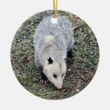 Opossum-Foto