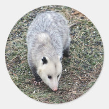 Opossum-Foto