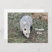 Opossum Foto Vielen Dank Postkarte (Vorne/Hinten)