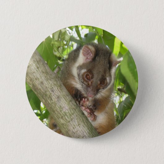 Opossum in einem Baum Button (Vorderseite)