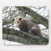 Opossum in einem Baum Mousepad (Vorne)