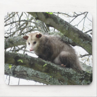 Opossum in einem Baum Mousepad