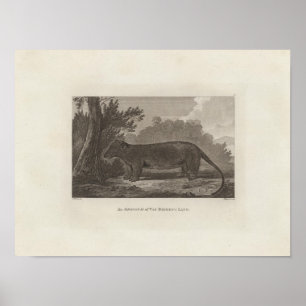 Opossum, Land Van Diemen, Tasmanien Poster