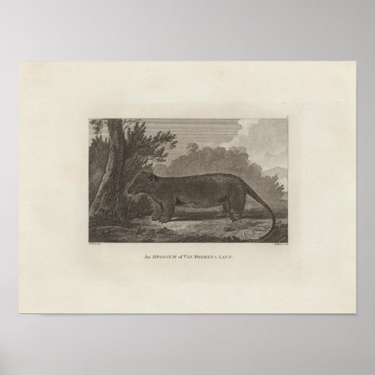 Opossum, Land Van Diemen, Tasmanien Poster (Vorne)