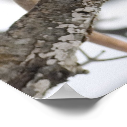 Opossum-Liebe Poster (Ecke)