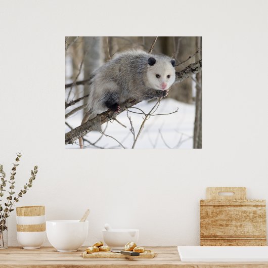 Opossum-Liebe Poster (Küche)