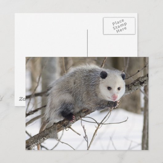 Opossum-Liebe Postkarte (Vorne/Hinten)