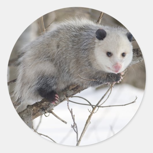 Opossum-Liebe Runder Aufkleber (Vorderseite)