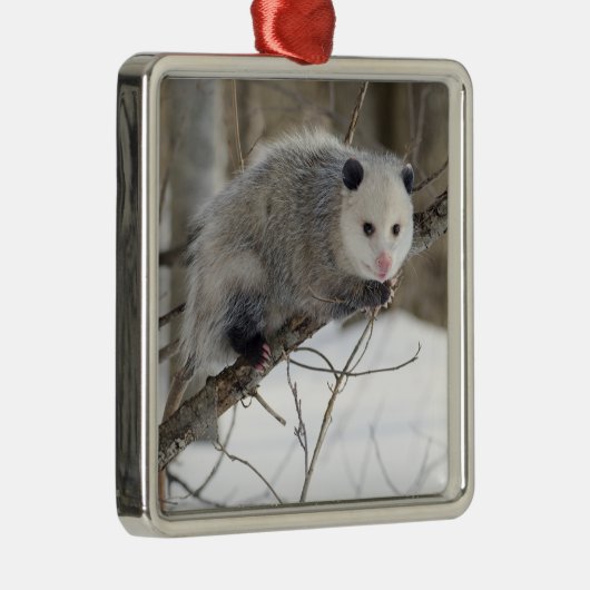 Opossum-Liebe Silbernes Ornament (Rechts)
