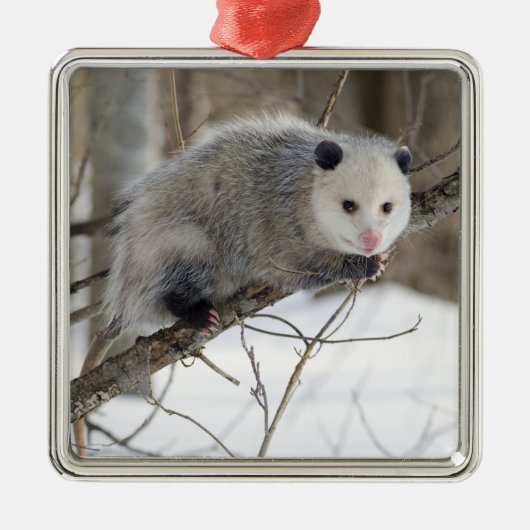 Opossum-Liebe Silbernes Ornament (Vorne)