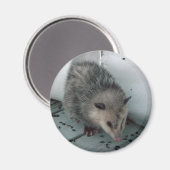 Opossum Magnet (Vorderseite/Rückseite)