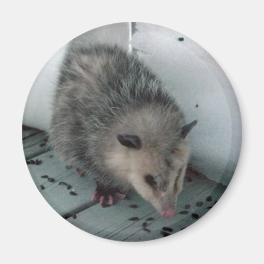 Opossum Magnet (Vorne)