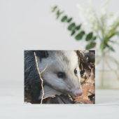 Opossum Postkarte. Postkarte (Stehend Vorderseite)