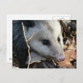 Opossum Postkarte. Postkarte (Vorne/Hinten)
