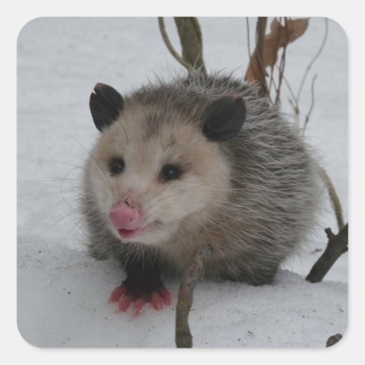 Opossum Quadratischer Aufkleber (Vorderseite)