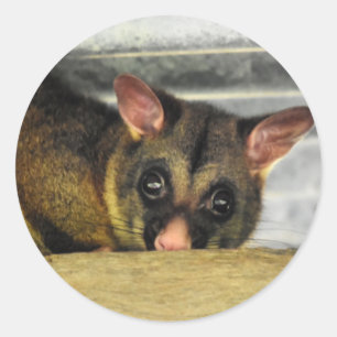 OPOSSUM QUEENLAND AUSTRALIEN RUNDER AUFKLEBER