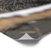 Opossum verbergen poster (Ecke)