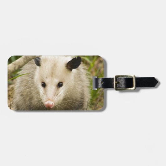 Opossums sind - Opossum Didelphimorphia hübsch Gepäckanhänger (Vorderseite horizontal)