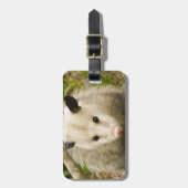 Opossums sind - Opossum Didelphimorphia hübsch Gepäckanhänger (Vorderseite vertikal)