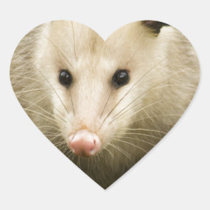 Opossums sind - Opossum Didelphimorphia hübsch Herz-Aufkleber