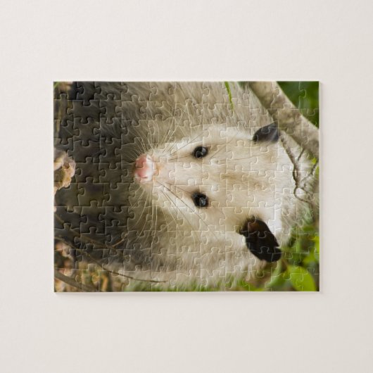 Opossums sind - Opossum Didelphimorphia hübsch Puzzle (Horizontal)