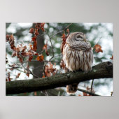 Optimistisches Schaf Poster (Vorne)