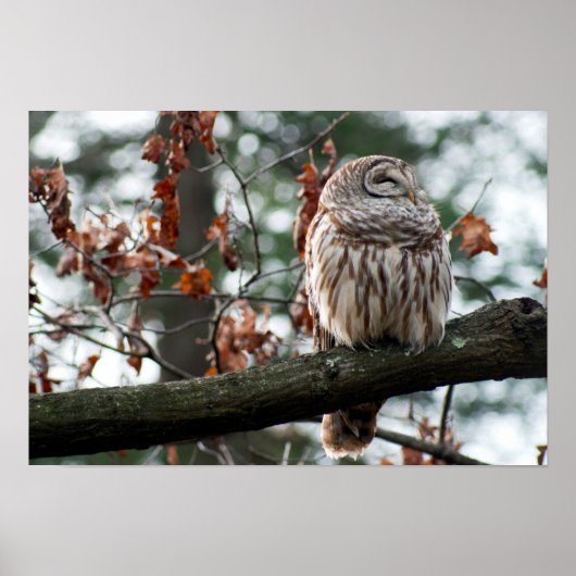 Optimistisches Schaf Poster (Vorne)