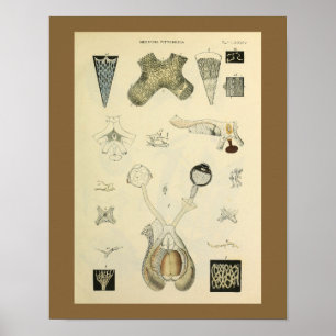 Optometrie-Augen-Anatomie-Kunstdruck Poster