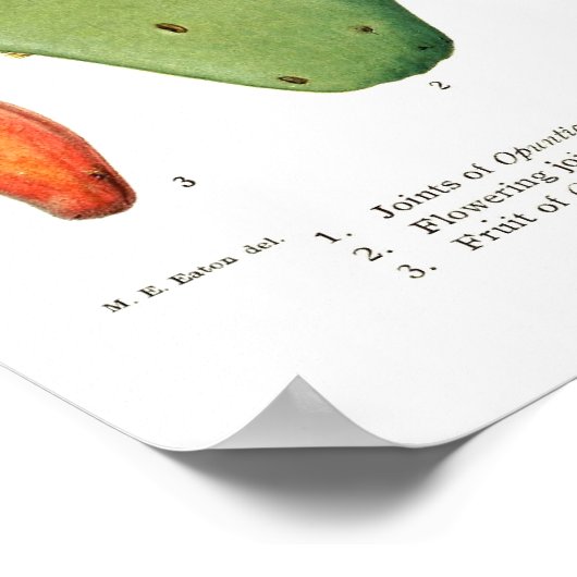 Opuntias Poster (Ecke)