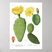 Opuntias Poster (Vorne)