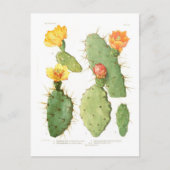 Opuntias Postkarte (Vorderseite)