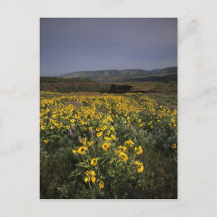 OR, Columbia River Gorge, Rowena Plateau, Tom Postkarte